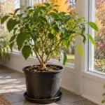 Potted peppers you bring indoors before frost may survive winter, and some might even fruit