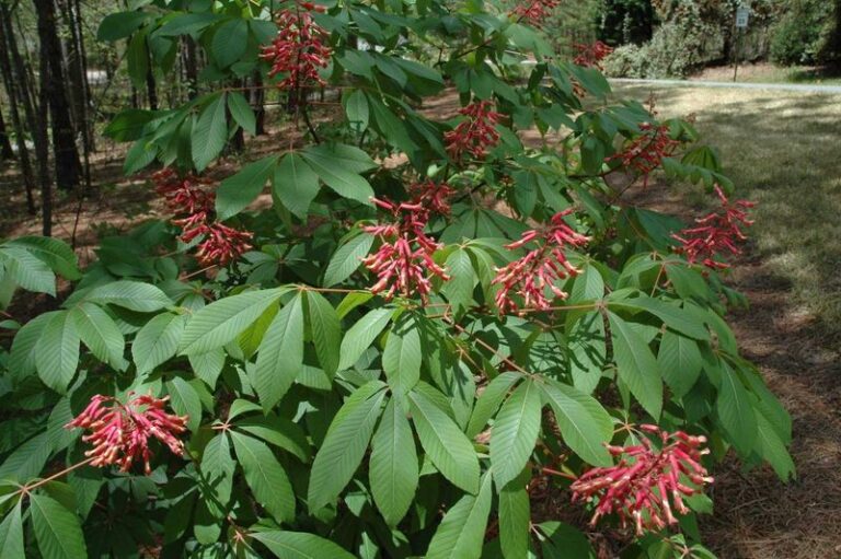 Native Shrubs North Carolina Gardeners Are Planting Instead of Crape Myrtle, and They Look Better Year-Round