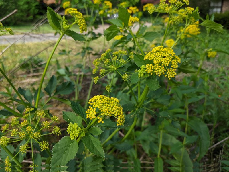 Golden Alexanders: A North Carolina Native That Supports Beneficial Insects, Not an Aphid Fix for Fall Kale and Collards