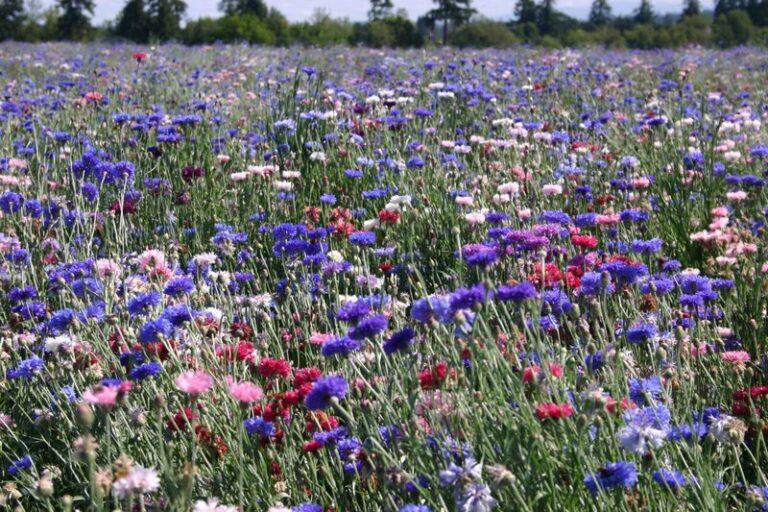 These 9 Flowers Sown in Your Florida Garden Before November Fill Your Beds With Color by Spring