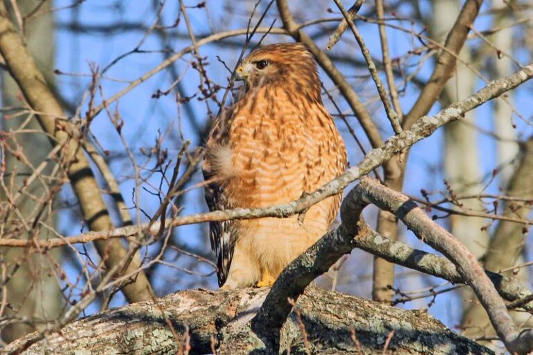 7 Florida Native Trees That Bring Red-Shouldered Hawks In to Clear Snakes and Rats From Your Yard