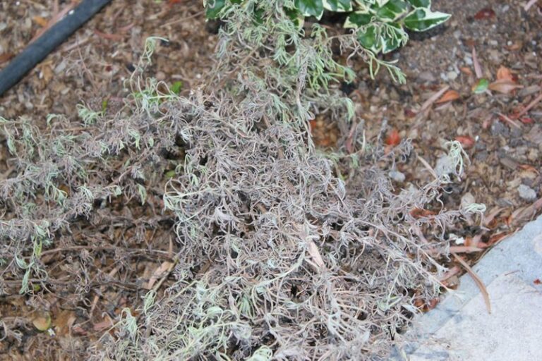 Lavender Winter Losses: Why Drainage and Excess Moisture Matter Most
