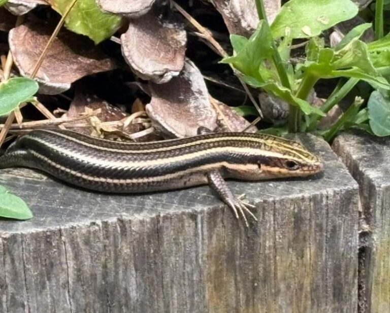 Are Western Skinks in Your California Garden Beds Eating Pests? What a Sighting Really Tells You