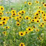 Worn-Out Black-Eyed Susans in Fall: Leave Seedheads or Divide the Clump?
