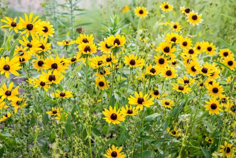 Worn-Out Black-Eyed Susans in Fall: Leave Seedheads or Divide the Clump?