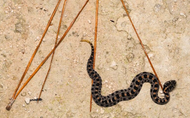7 Venomous Florida Creatures Hiding Under Your Pots and Woodpiles This Fall