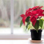 Should You Shut Last Year’s Poinsettia in a Dark Closet Every Night to Get Holiday Color Again?