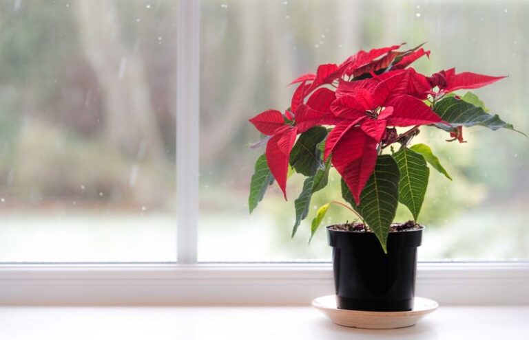 Should You Shut Last Year’s Poinsettia in a Dark Closet Every Night to Get Holiday Color Again?