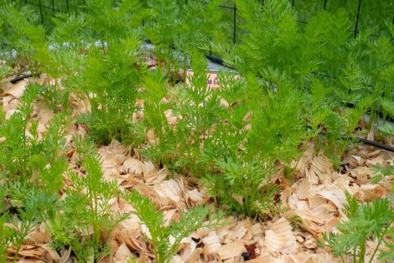 Mulching Fall Carrots and Protecting Spinach Through Southern Cold Snaps