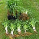 Your Daylilies Come Back Thicker Next Spring When You Do These Two Quick Jobs Before Winter