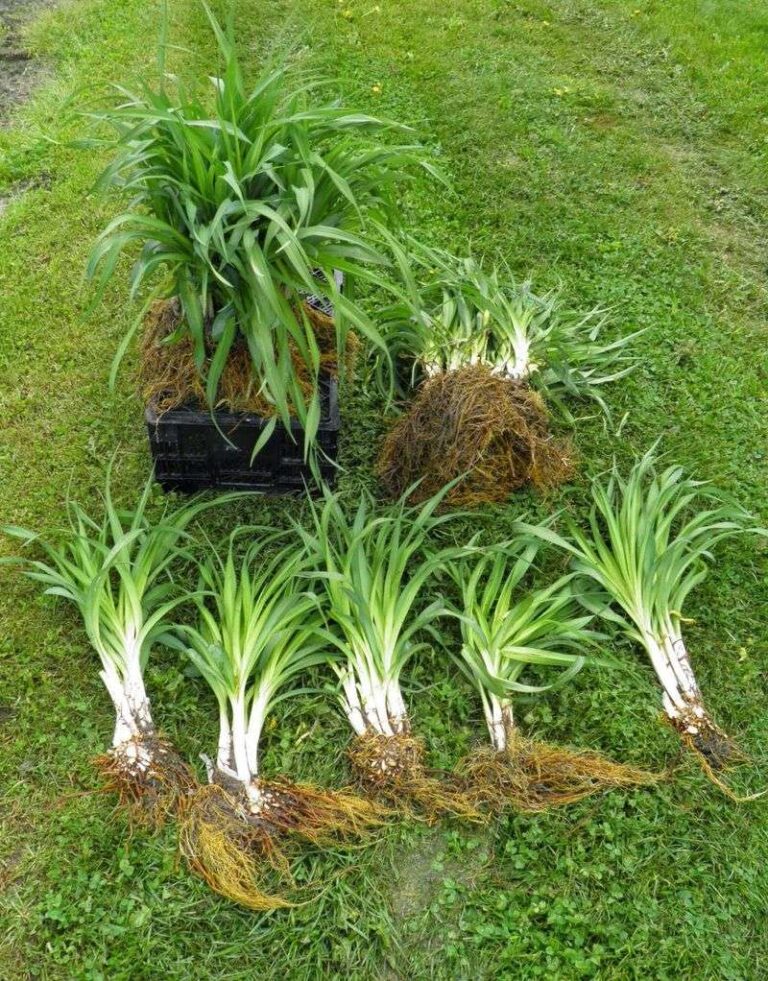 Your Daylilies Come Back Thicker Next Spring When You Do These Two Quick Jobs Before Winter