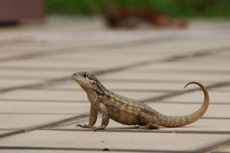 Are Curly-Tail Lizards Pushing Brown Anoles Off Florida Patios? What the Research Shows
