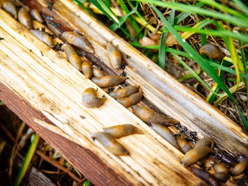 Fall-planted spinach and lettuce seedlings vanish overnight when slugs move in after cool rains, so set these traps now