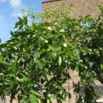 The Drought-Proof Fruit Tree North Carolina Gardeners Keep Overlooking, and It Fruits Every Year Anyway