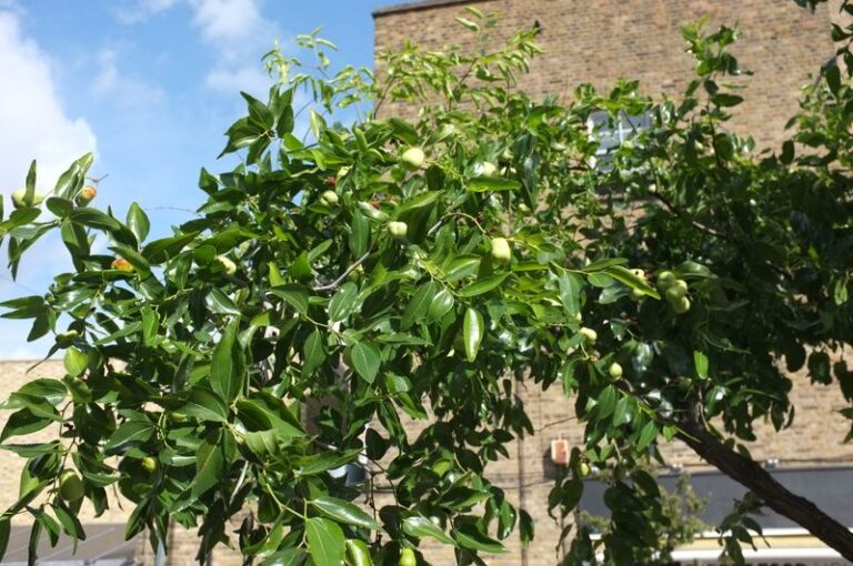 The Drought-Proof Fruit Tree North Carolina Gardeners Keep Overlooking, and It Fruits Every Year Anyway