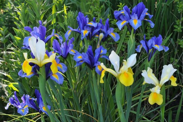 If You Want Spring Flowers Next Year, These Bulbs Need Planting Before the Ground Gets Cold