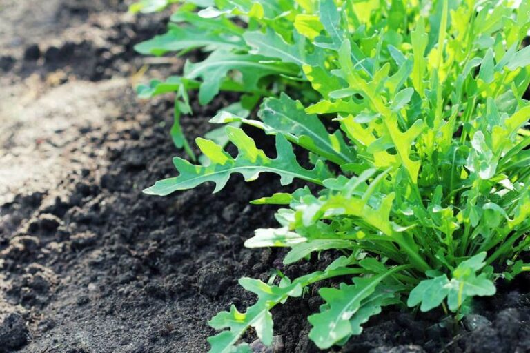 The California Winter Vegetables You Can Still Sow This Month and Harvest Before Spring Heat Hits