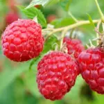 The California Berry Bushes Worth Planting This Fall So They Fruit by Next Summer