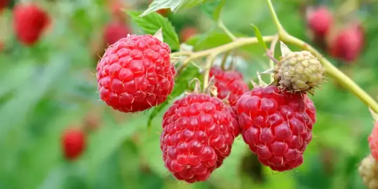 The California Berry Bushes Worth Planting This Fall So They Fruit by Next Summer