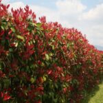 Southern Wax Myrtle vs. Red Tip Photinia: A Native Fence-Line Option for Eastern North Carolina
