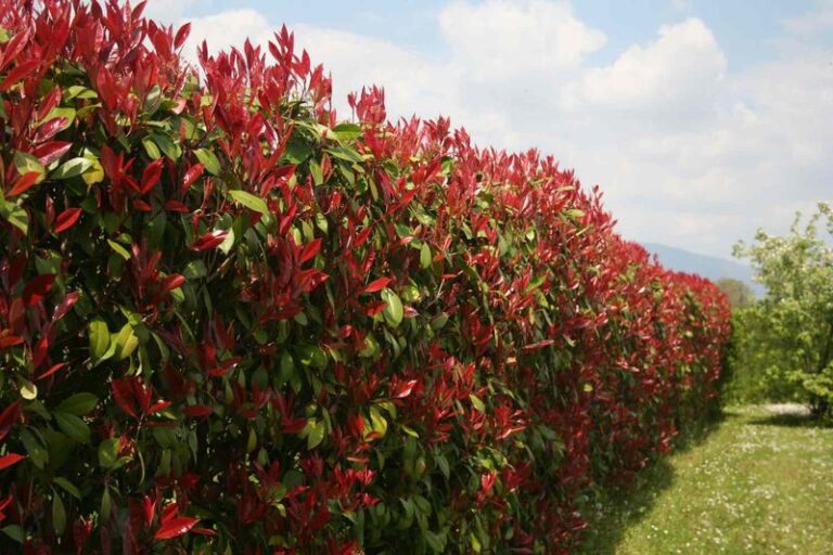 Southern Wax Myrtle vs. Red Tip Photinia: A Native Fence-Line Option for Eastern North Carolina