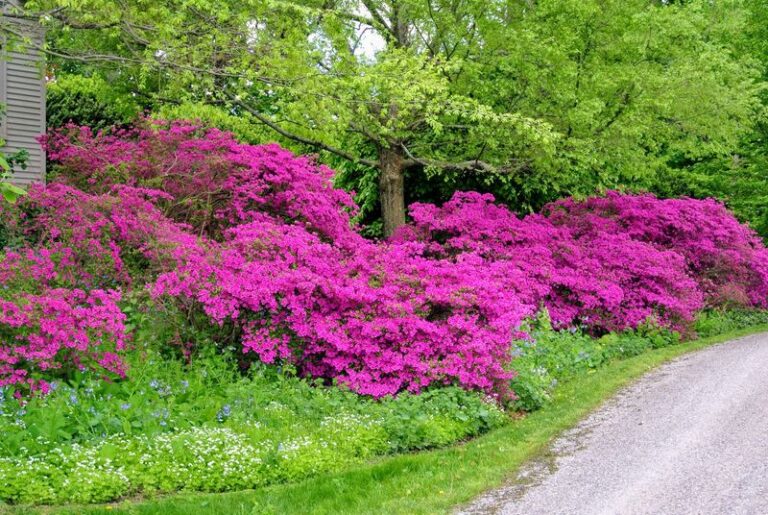 What North Carolina Azaleas Need Before the Ground Freezes: Moisture Care That Supports Winter Health