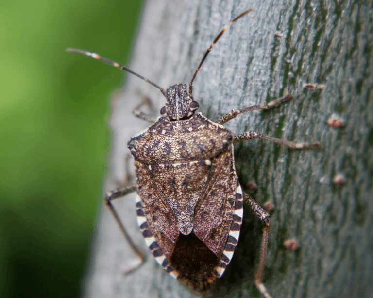 Stink Bugs on Your Porch and Windows This Fall? What Actually Helps (and Why a Kitchen Spray Falls Short)