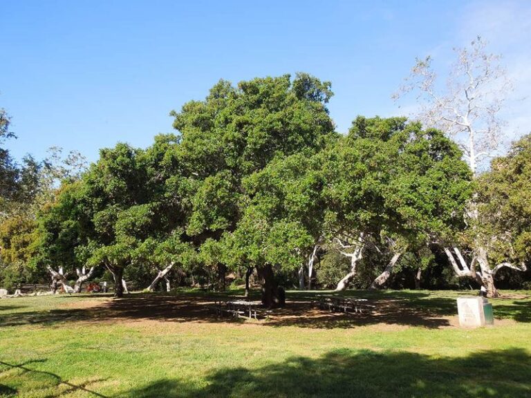 Coast Live Oak: A Site-Dependent Native Shade Tree Worth Planting This Fall