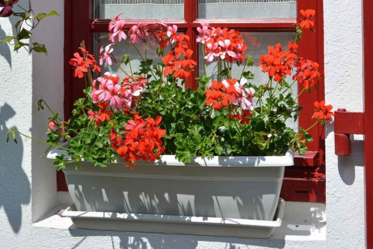 Why Your Geraniums Are Blooming Less, and How Feeding May Be One Factor