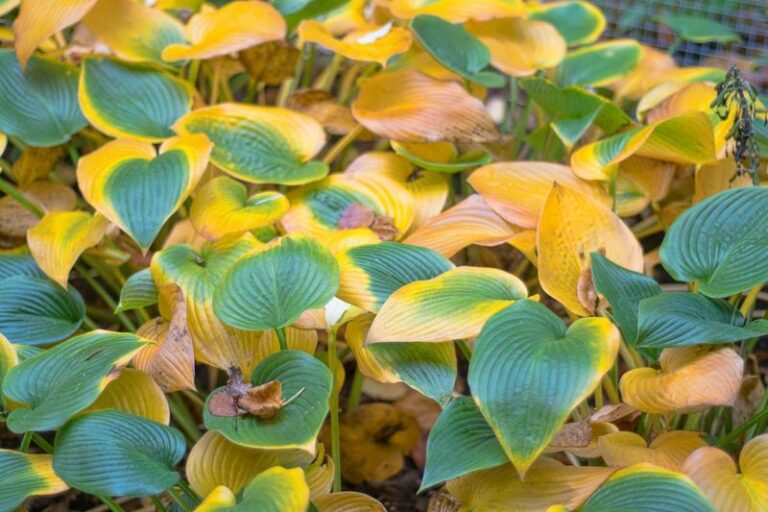 Wait to Cut Back Hostas Until the Leaves Have Truly Faded