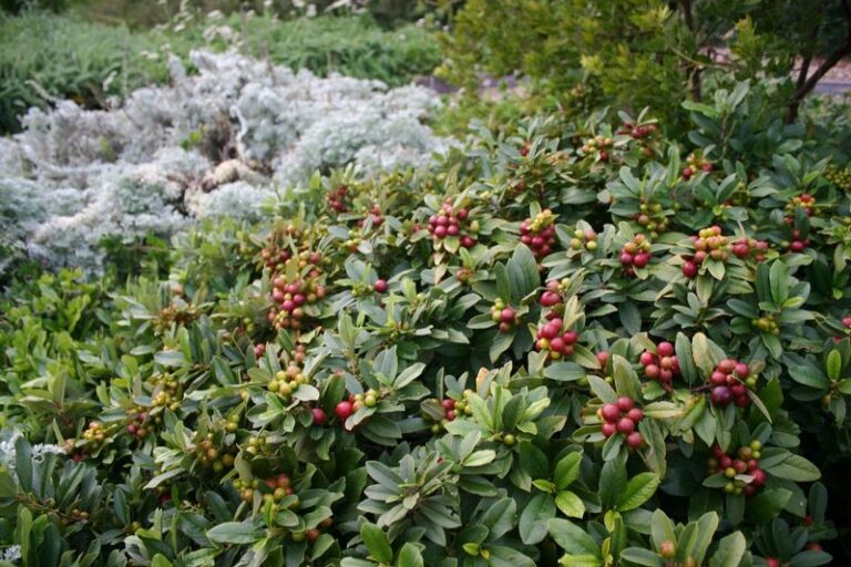 Could California Coffeeberry Be the Evergreen Native Shrub Worth Considering for Your Yard?