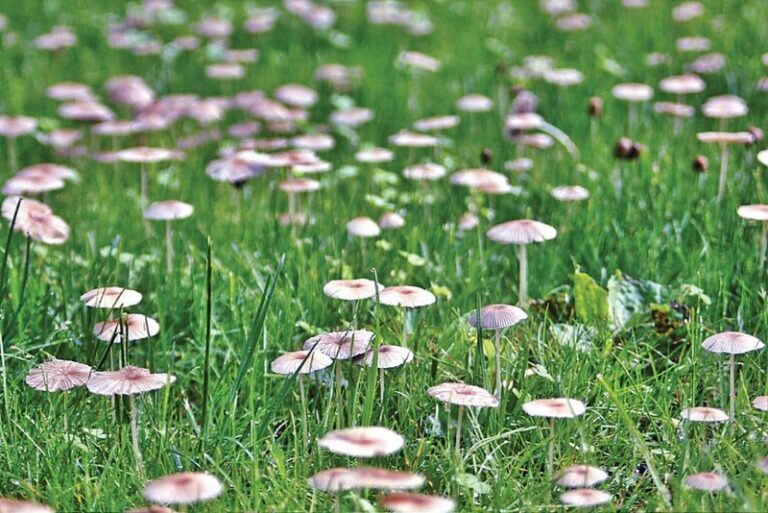 Lawn Mushrooms After Rain Can Signal Fungal Activity and Moisture, but Don’t Measure Soil Health