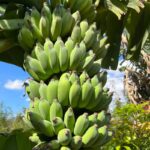 Small Florida Yard? These 11 Compact Fruit Trees Still Load Up With Fruit Every Year