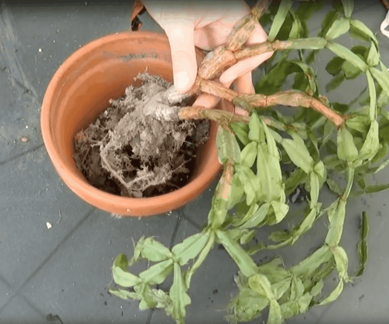 Limp Christmas Cactus in October? Check the Soil Moisture First, Then the Roots if Needed