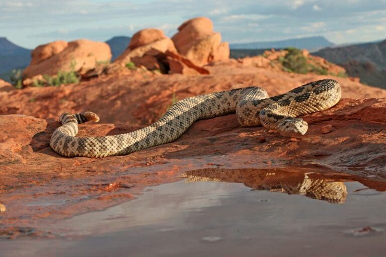 Could a Dense Shrub Hide a Rattlesnake Near Your Walkway?