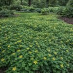 These Native Plants Hold North Carolina Slopes Together When Heavy Rain Starts Washing Your Yard Away