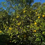 Why Your California Meyer Lemons Are Still Green on the Tree, and How to Tell They’re Actually Ripe