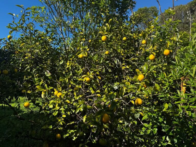 Why Your California Meyer Lemons Are Still Green on the Tree, and How to Tell They’re Actually Ripe