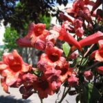 Skip the English Ivy on Your North Carolina Fence: Try Crossvine, a Native Vine That Is Often Leafy in Winter