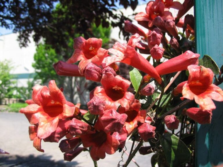 Skip the English Ivy on Your North Carolina Fence: Try Crossvine, a Native Vine That Is Often Leafy in Winter