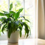 Why Your Peace Lily Keeps Drooping: Watering Habits to Check and a Soil-Led Rhythm to Try