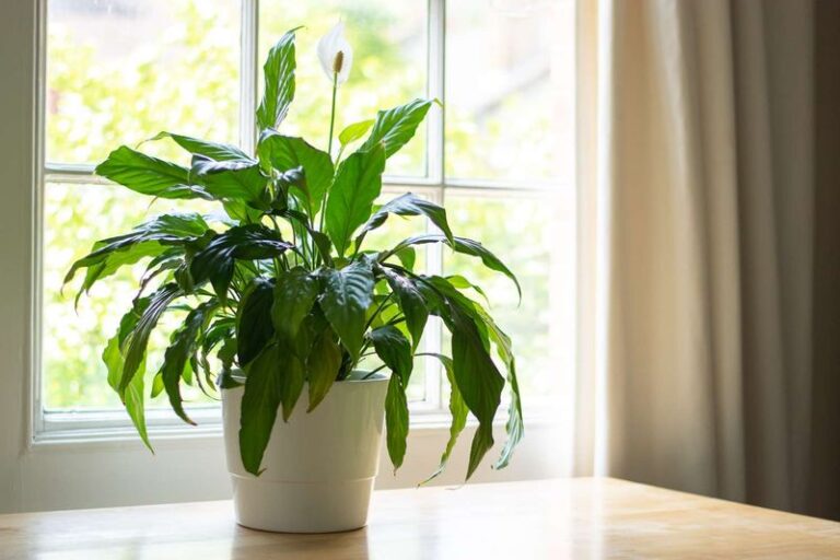 Why Your Peace Lily Keeps Drooping: Watering Habits to Check and a Soil-Led Rhythm to Try