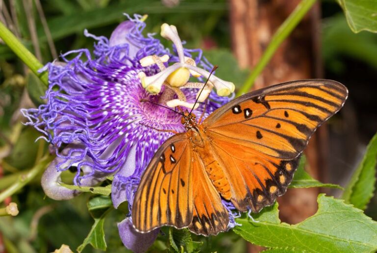 Passionflower on California Fences: Gulf Fritillary Benefits and Tradeoffs