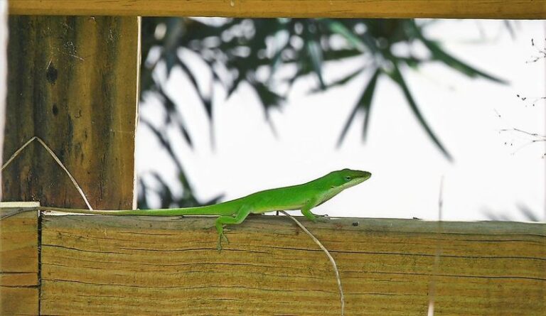 What It Really Means When Green Anoles Start Hiding Around Your North Carolina Porch This Fall