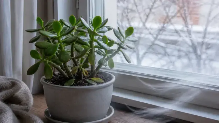 Why Your Jade Plant Is Dropping Leaves This Fall, and What to Check Before It Goes Bare