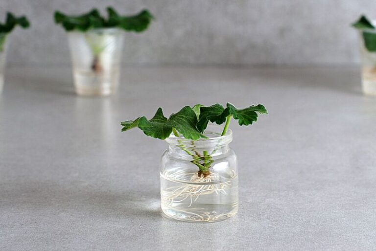 Geranium cuttings can be rooted in water on your windowsill when cold threatens
