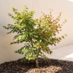 Crispy Brown Japanese Maple Leaves This Fall? Dry Soil Could Be One Culprit