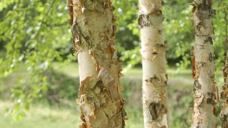 Why Your North Carolina River Birch Sheds Its Bark in Curls and What It’s Really Telling You