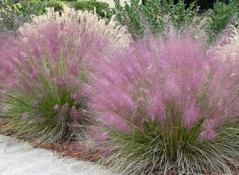 The Texas Grass That Can Turn a Sunny Central Texas Yard Soft Pink in Fall