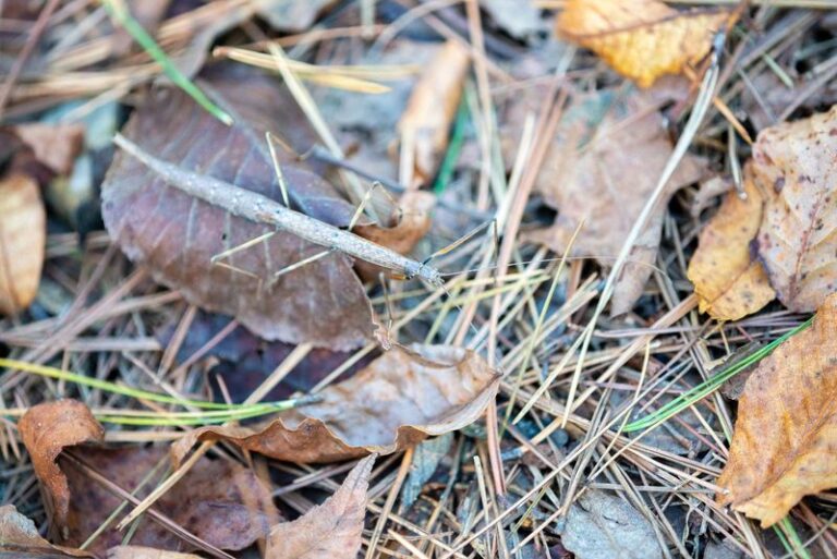 Snake clues hiding in your fall garden beds tell you one has moved in, even if you never see it